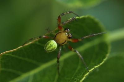 <i>Araniella</i>