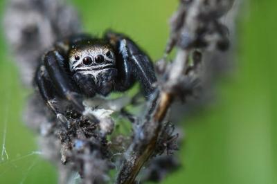 <i>Evarcha arcuata</i>