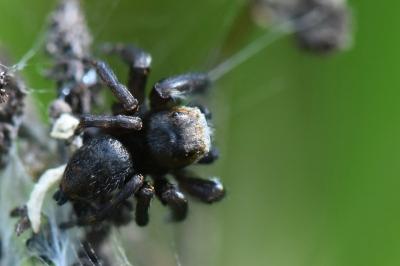 <i>Evarcha arcuata</i>