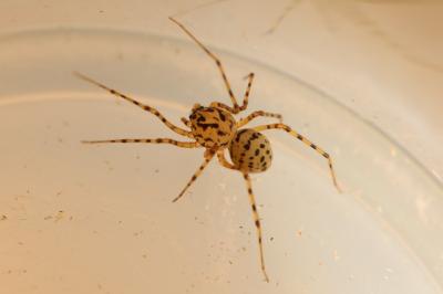 Araignée cracheuse