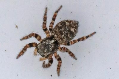 <i>Pseudeuophrys erratica</i>