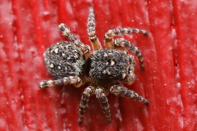 <i>Attulus pubescens</i>