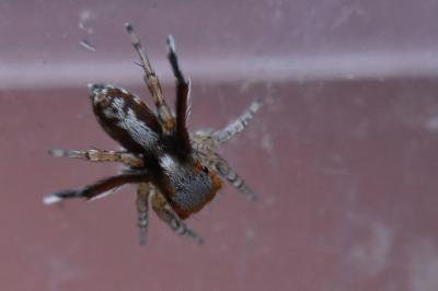 <i>Saitis barbipes</i>