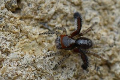 <i>Saitis barbipes</i>