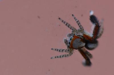 <i>Saitis barbipes</i>