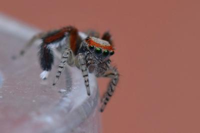 <i>Saitis barbipes</i>