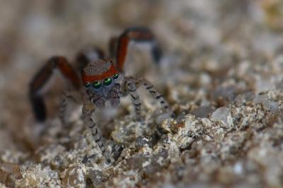 <i>Saitis barbipes</i>