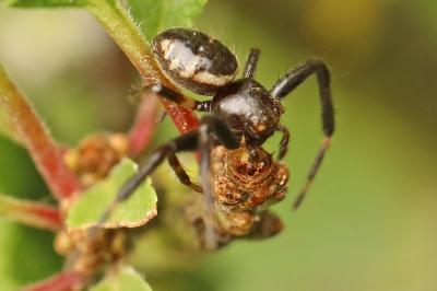 Synema globosum