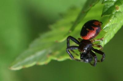 Synema globosum