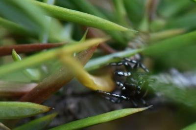 <i>Heliophanus tribulosus</i>