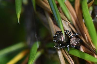 <i>Heliophanus tribulosus</i>