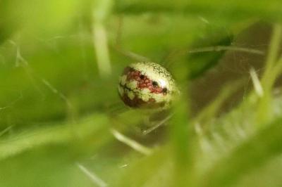 <i>Enoplognatha</i>