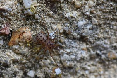 Araignée cracheuse