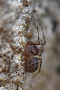 Araignée cracheuse