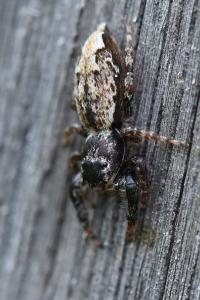 <i>Marpissa muscosa</i>