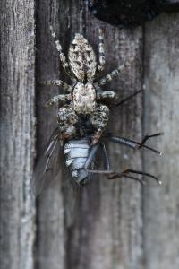 <i>Marpissa muscosa</i>