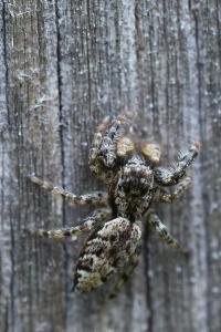 <i>Marpissa muscosa</i>