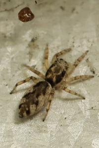 <i>Salticus zebraneus</i>