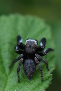 <i>Evarcha arcuata</i>