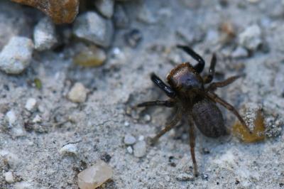 <i>Euophrys frontalis</i>