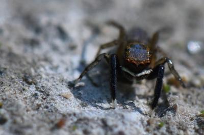 <i>Euophrys frontalis</i>