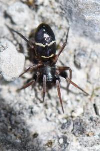 <i>Micaria pulicaria</i>