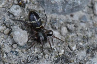 <i>Micaria pulicaria</i>