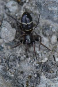 <i>Micaria pulicaria</i>