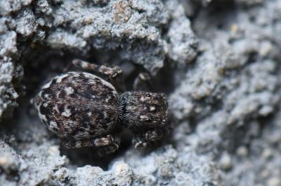 <i>Attulus pubescens</i>