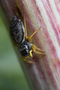 <i>Heliophanus flavipes</i>