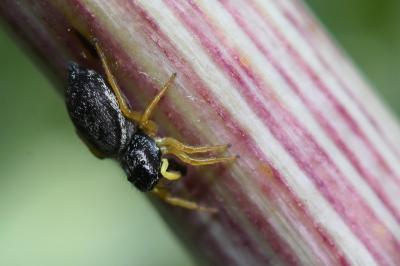 <i>Heliophanus flavipes</i>