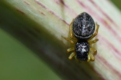 <i>Heliophanus flavipes</i>