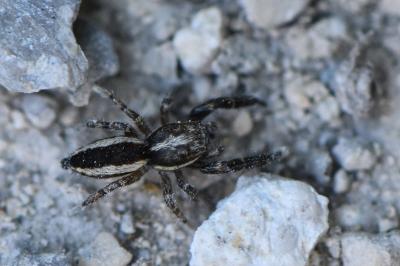 <i>Pseudicius encarpatus</i>