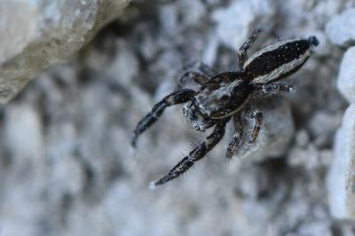 <i>Pseudicius encarpatus</i>