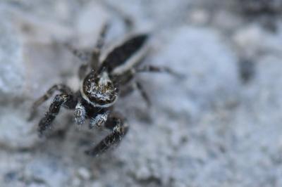 <i>Pseudicius encarpatus</i>