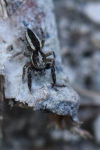 <i>Pseudicius encarpatus</i>