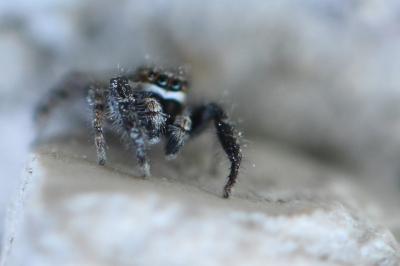 <i>Pseudicius encarpatus</i>