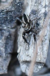 <i>Pseudicius encarpatus</i>