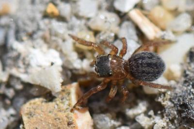<i>Euophrys frontalis</i>