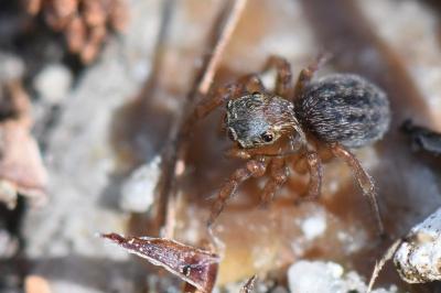<i>Euophrys frontalis</i>