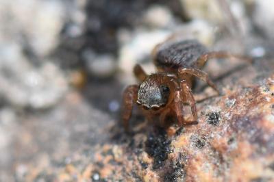 <i>Euophrys frontalis</i>