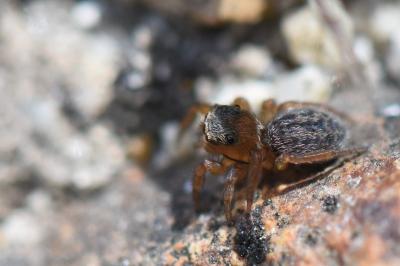 <i>Euophrys frontalis</i>