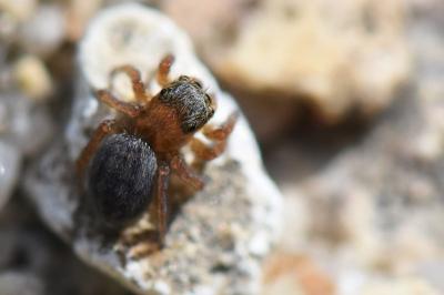 <i>Euophrys frontalis</i>