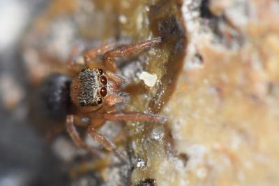 <i>Euophrys frontalis</i>