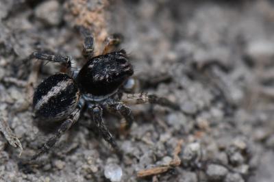 Aelurillus v-insignitus
