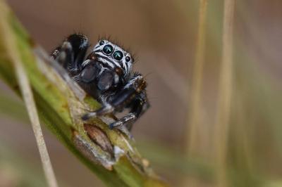 <i>Evarcha arcuata</i>