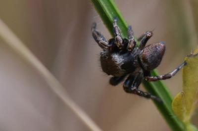 <i>Evarcha arcuata</i>