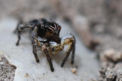 Aelurillus v-insignitus