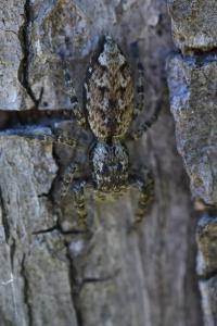 <i>Marpissa muscosa</i>
