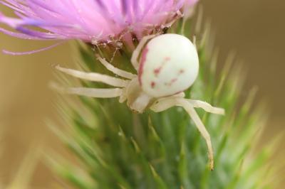 Misumène variable